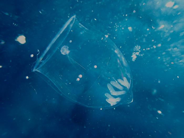 Hydrozoan