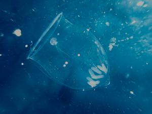 Hydrozoan