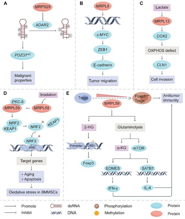 Functions and mechanisms of MRPs family