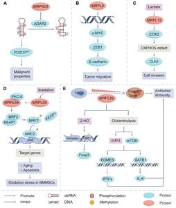Functions and mechanisms of MRPs family