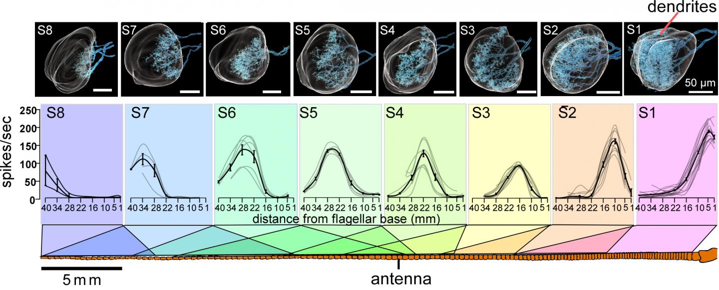 Illustration of the Neurons and Their Position on the Right Antenna