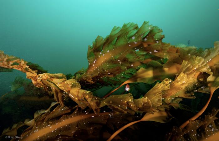 Kelp in Gulf of Maine