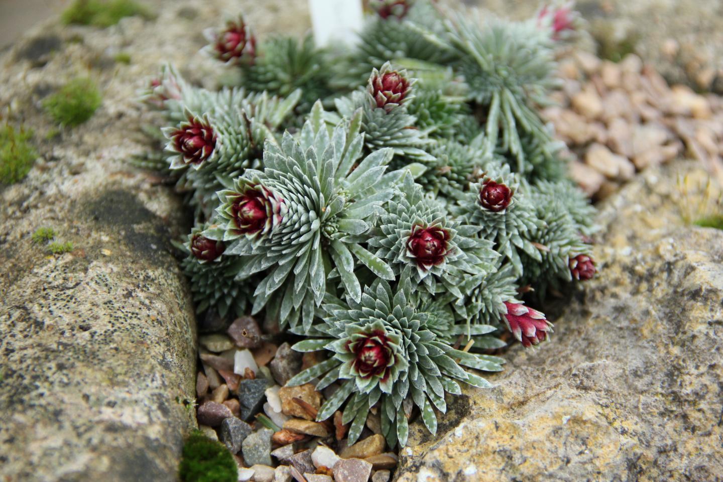 <i>Saxifraga sempervivum</i>