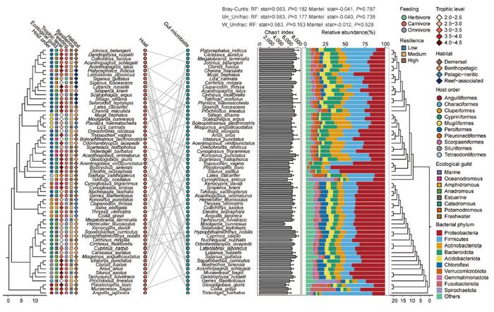 Functional traits, not phylogeny, drive gut microbial assembly in estuarine fish