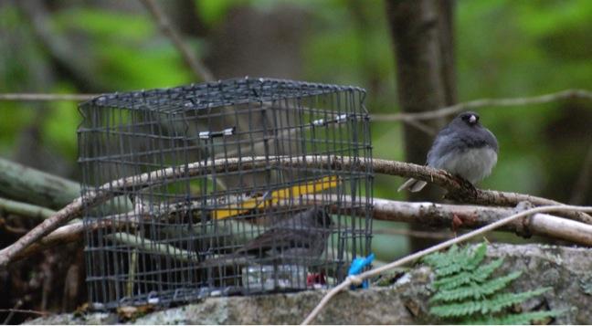 Courting Juncos