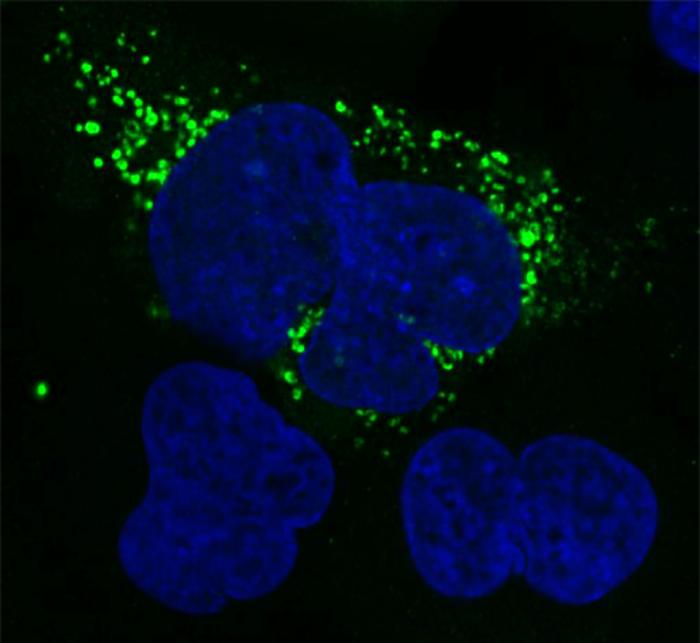 ShortStop predicted microprotein microscopy