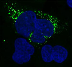 ShortStop predicted microprotein microscopy