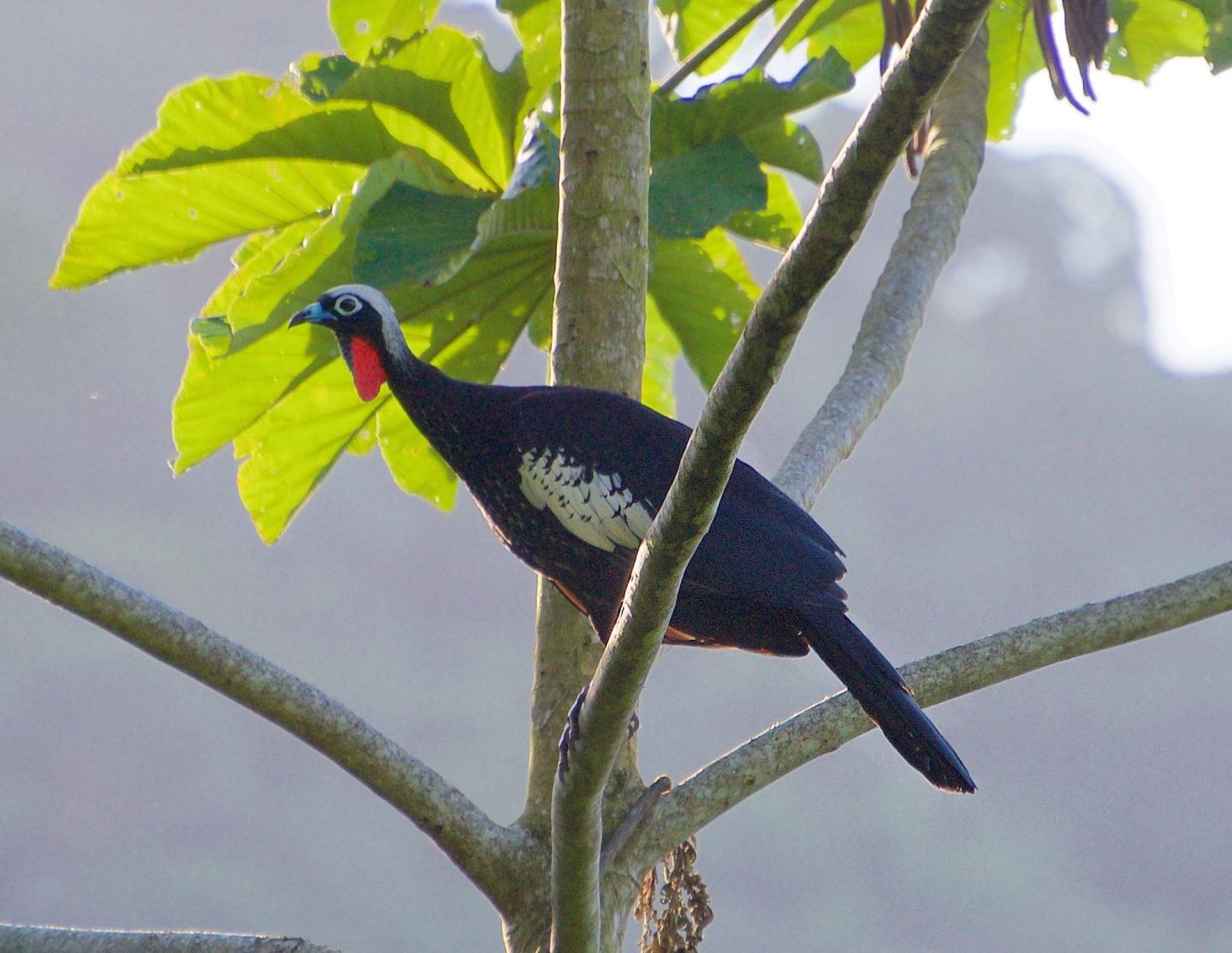 Jacutinga
