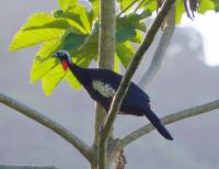 Jacutinga