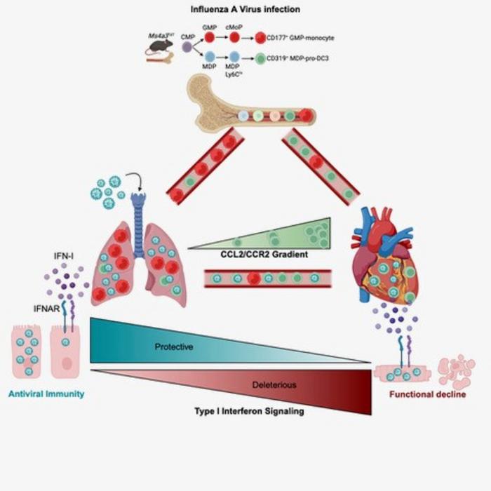 Graphical abstract summarizing the key findings