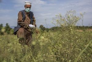 A farmer tackles parthenium in Pakistan
