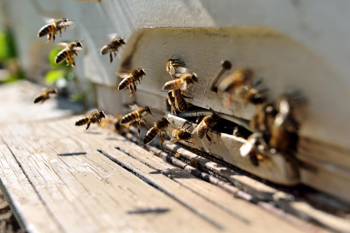 Bees in Front of Bee House