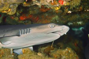 Fig. 1: A young whitetip reef shark (Triaenodon obesus) rests under a table coral off the coast of Indonesia.