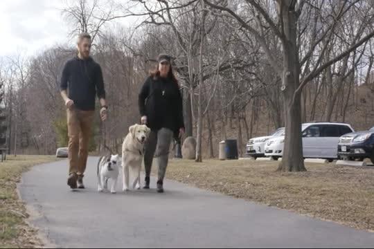 Study Identifies Dog Breeds, Physical Traits that Pose Highest Risk of Biting Children