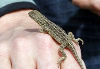 Earless Dragon
