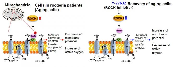 Y-27632 Drug