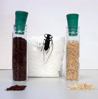 Beetle's End-Product a Valuable Resource
