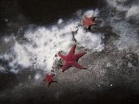 Sea Stars