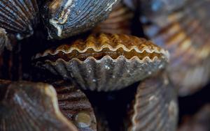 Bay Scallops