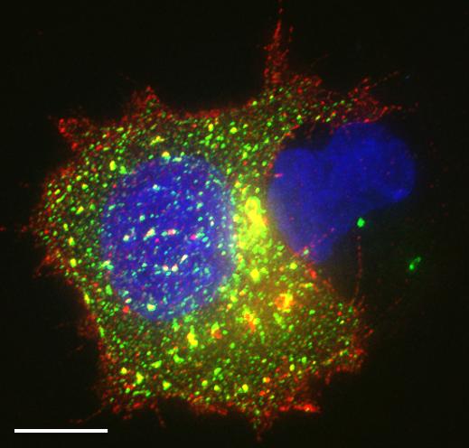 Immune Cell