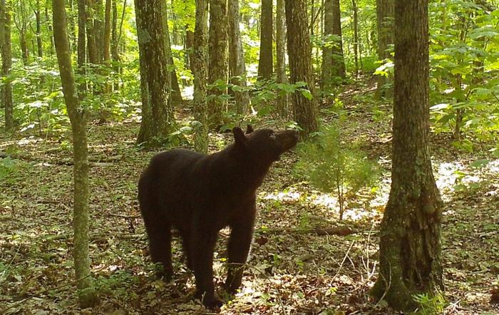 Black Bear