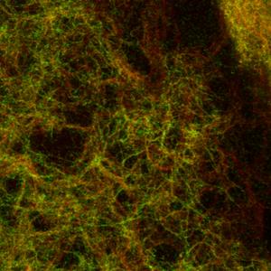 A 24-hour-old Bacillus subtilis biofilm.
