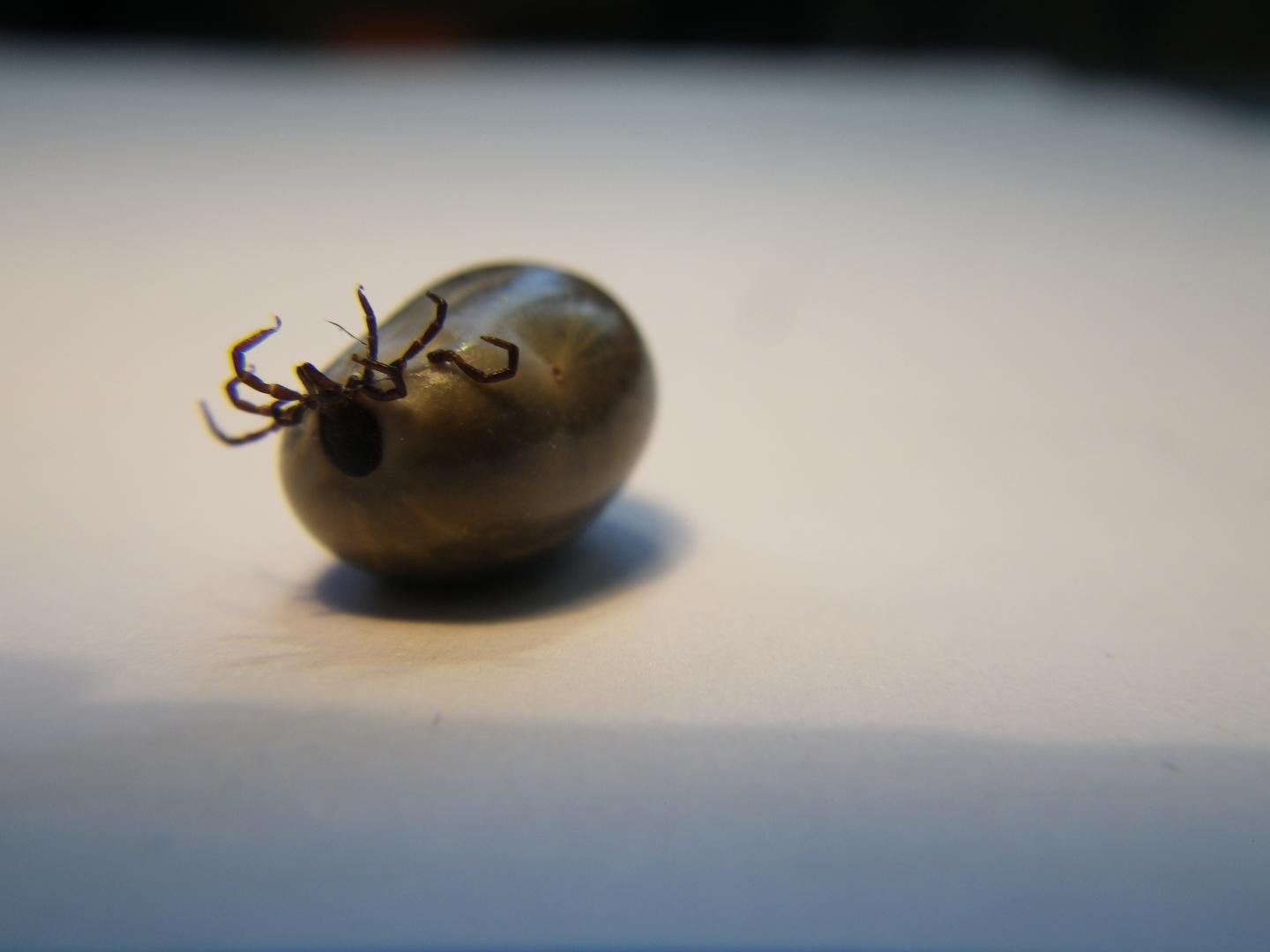 Tick