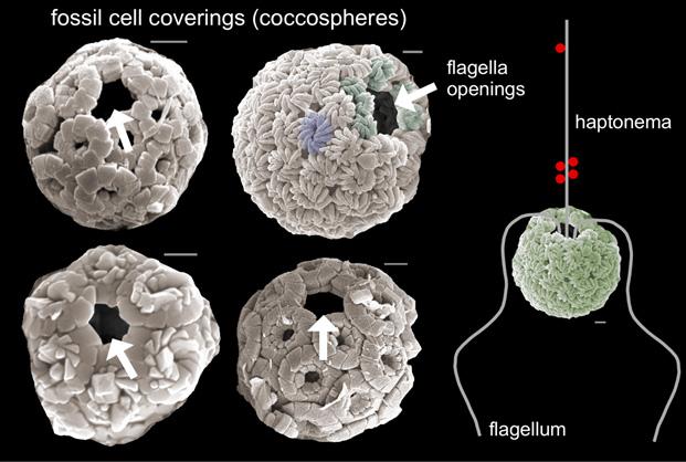Electron Microscope (SEM) Images of Fossil Cell Coverings of Nannoplankton