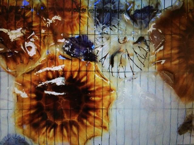 Jellyfish