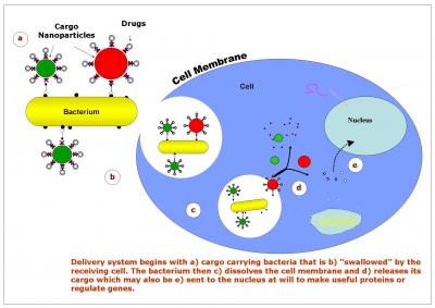 Bacteria Laden with 'Smart Nanoparticles'