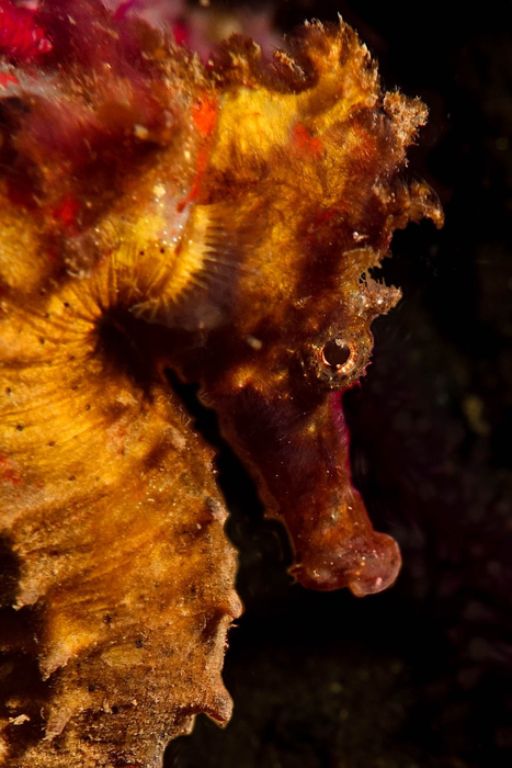 Seahorse.