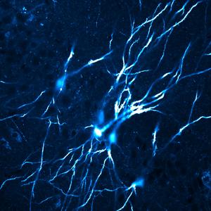 Network of interconnected CA3 pyramidal neurons (mature mice)