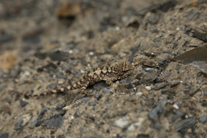 A female Diploderma bifluviale