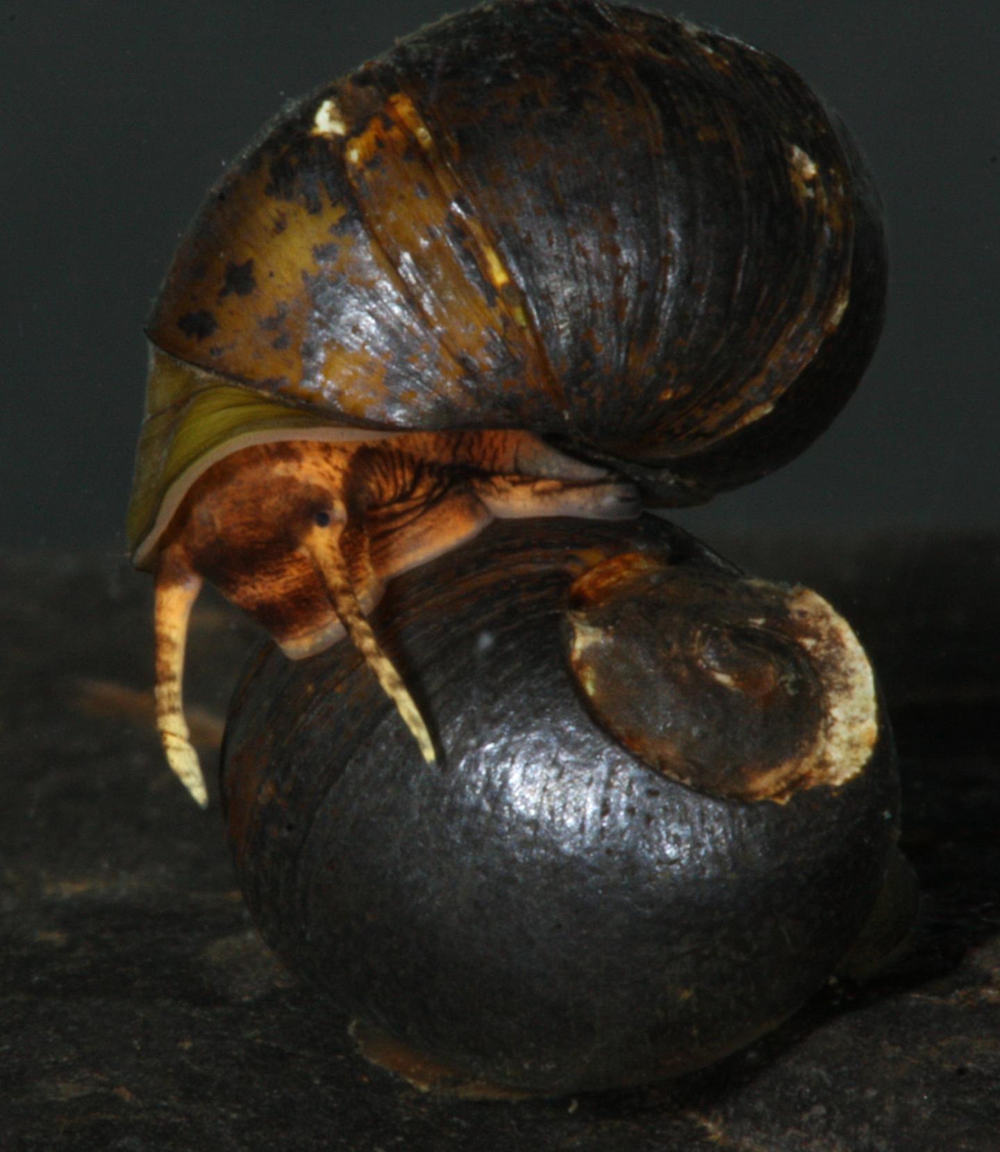 Two Painted Rocksnails