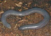Caecilian, <i>Siphonops annulatus</i>