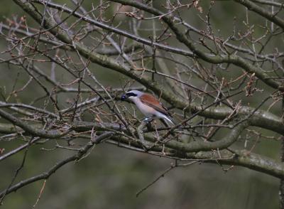 African Drought Kept Songbirds From Breeding Grounds (2 of 5)