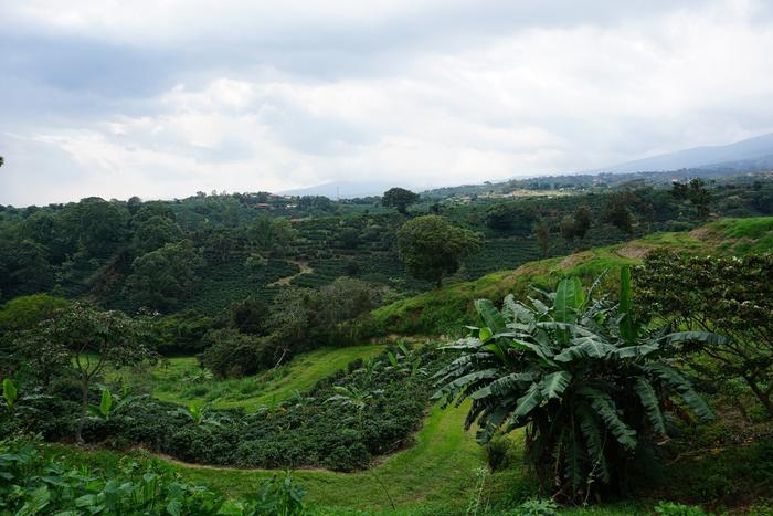 Coffee farm