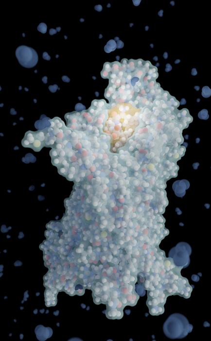 Computermodell eines Bittergeschmacksrezeptors (Mitte) mit dem gebundenen Tripeptid Tri-Tryptophan (oben, gelb-orange). Die Simulation zeigt die Bindung des Peptids in der Rezeptortasche.