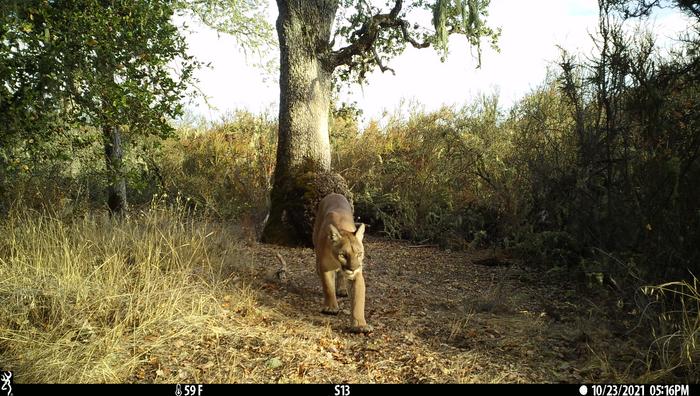 mountain lion on trail camera