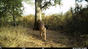 mountain lion on trail camera