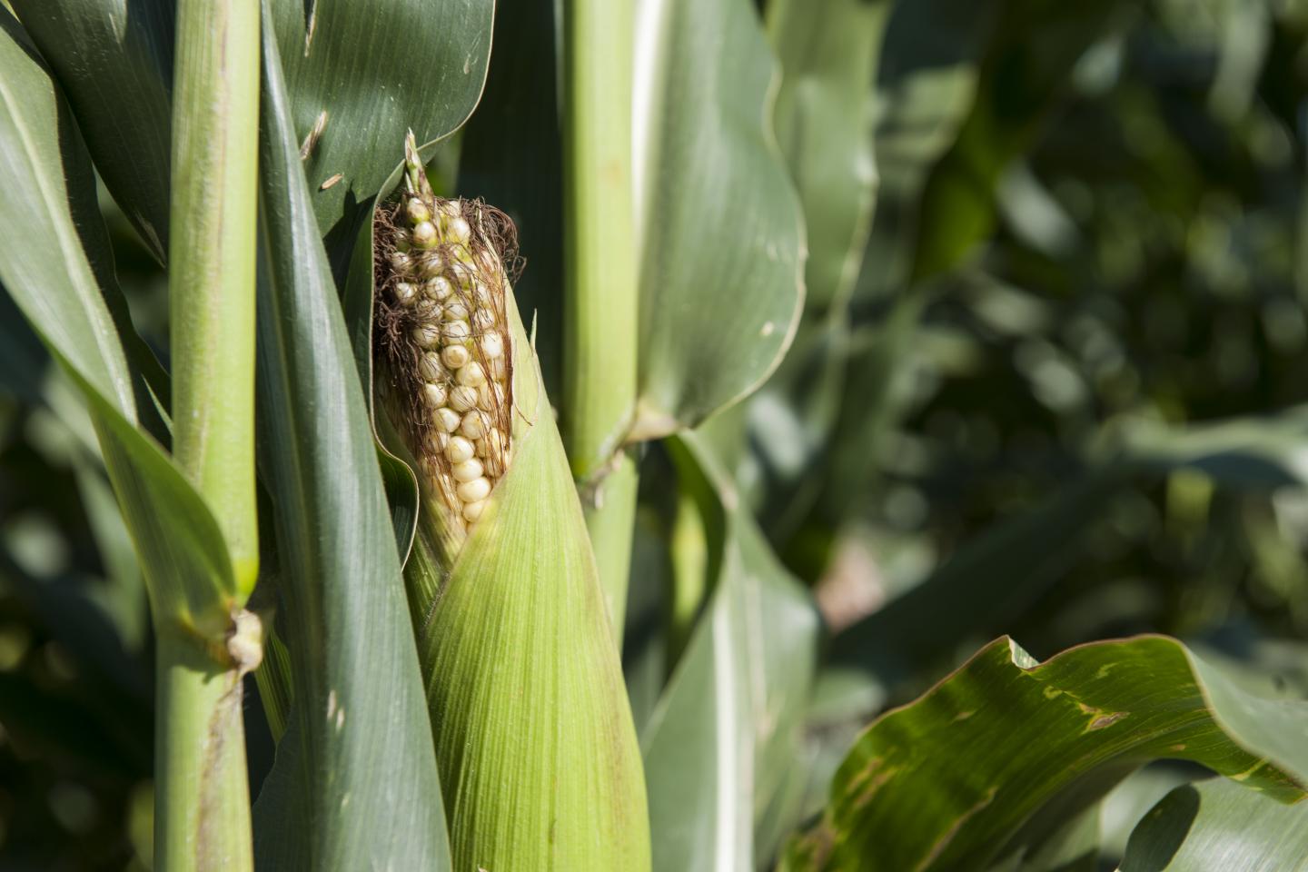 Maize