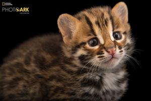 SPI-1933296 cr Joel Sartore National Geographic Photo Ark.jpg