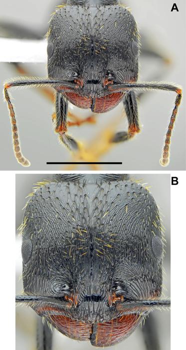 Messor odrysarum, major worker
