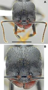 Messor odrysarum, major worker