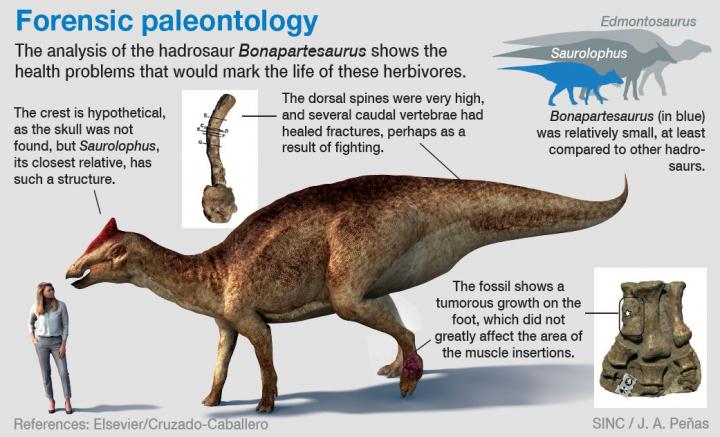 A foot tumour and two tail fractures complicated the life of this hadrosaur