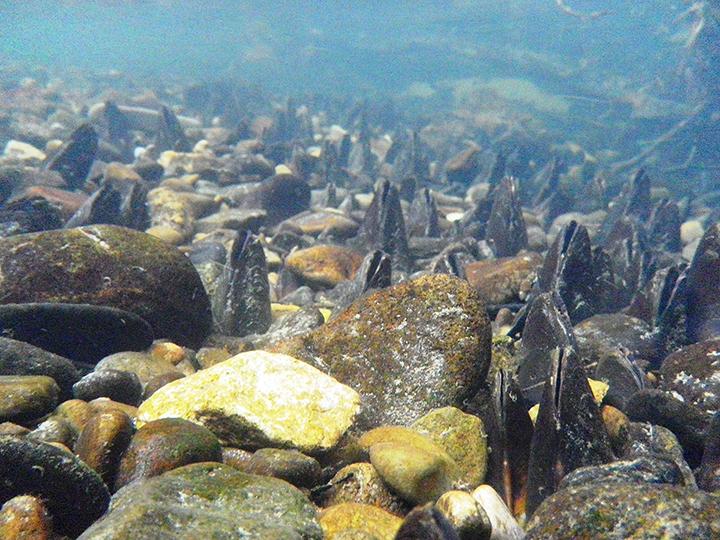 Photograph of the Parasite's Habitat