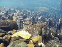 Photograph of the Parasite's Habitat