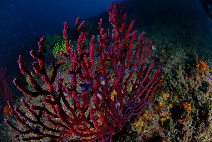 Climate change advances the start of the reproductive cycle of the Mediterranean gorgonian