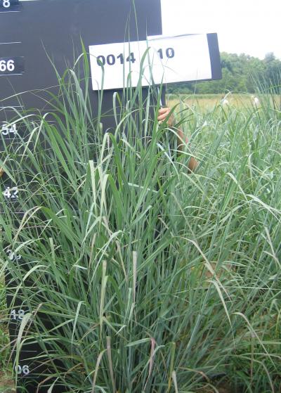Switchgrass Plot