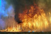 Gene-altering Compounds Released from Forest Fires